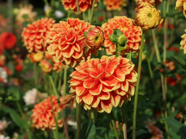 Bac de jardin : comment l'utiliser correctement dans un potager ?